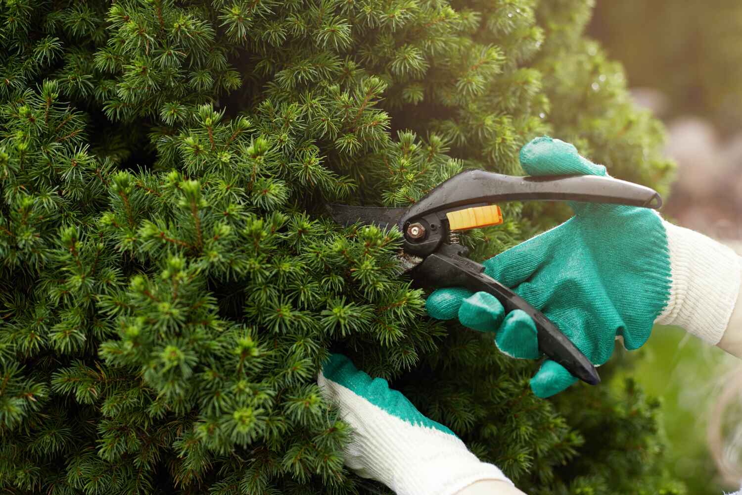 Best Tree Care Services  in Woodlawn Beach, FL